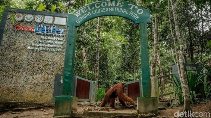 Bukit Lawang 1