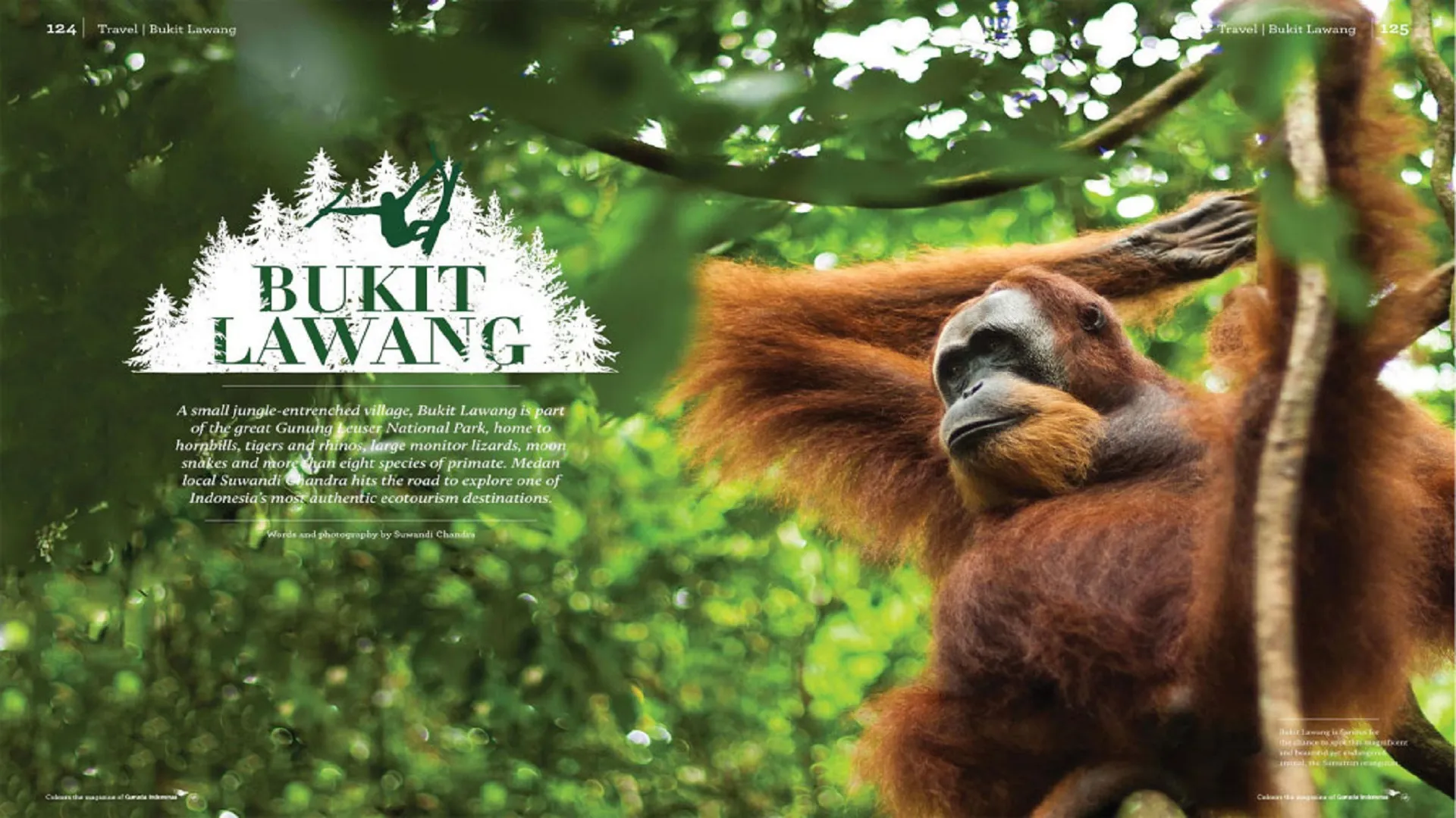 Bukit Lawang 3