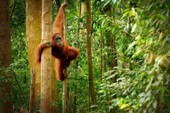 Bukit Lawang 4