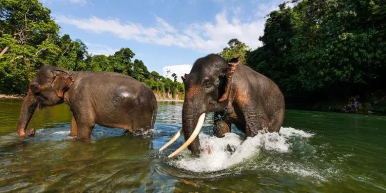 Tangkahan vs Bukit Lawang: Mana yang Cocok untuk Anda?
