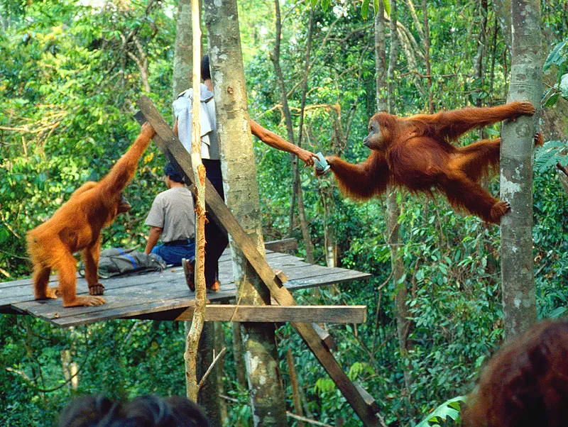 Waktu Terbaik ke Bukit Lawang untuk Lihat Orangutan